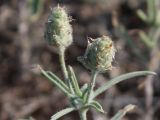 Plantago arenaria