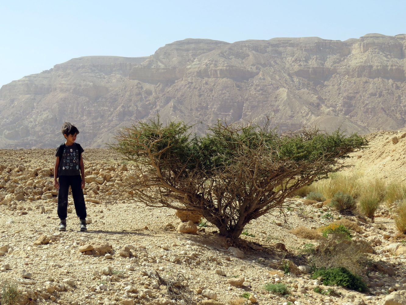 Image of Vachellia tortilis specimen.