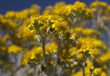 Senecio cineraria. Верхушки побегов с соцветиями. Италия, Саленто, к юго-востоку от г. Отранто, высокий берег моря, обочина грунтовой дороги. 11.06.2014.