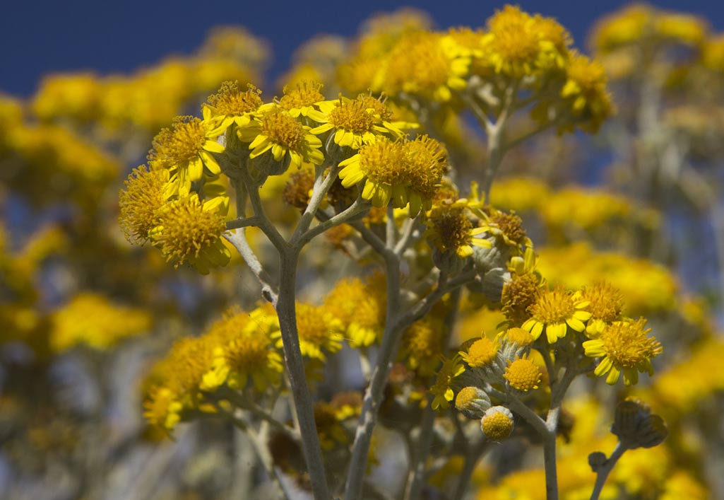 Изображение особи Senecio cineraria.