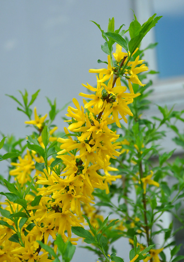 Image of Forsythia &times; intermedia specimen.