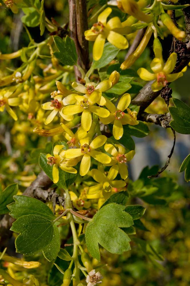 Image of Ribes aureum specimen.