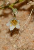 Polycarpaea robbairea