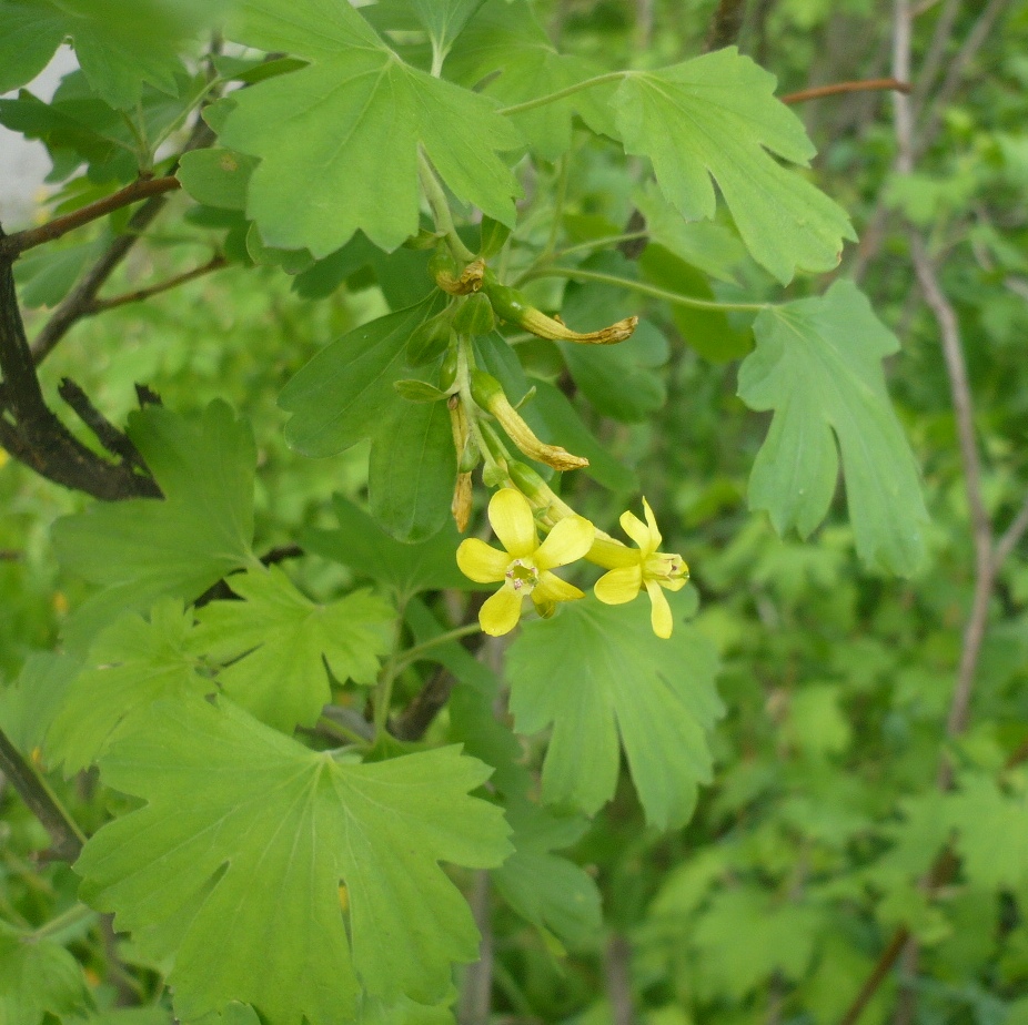 Изображение особи Ribes aureum.