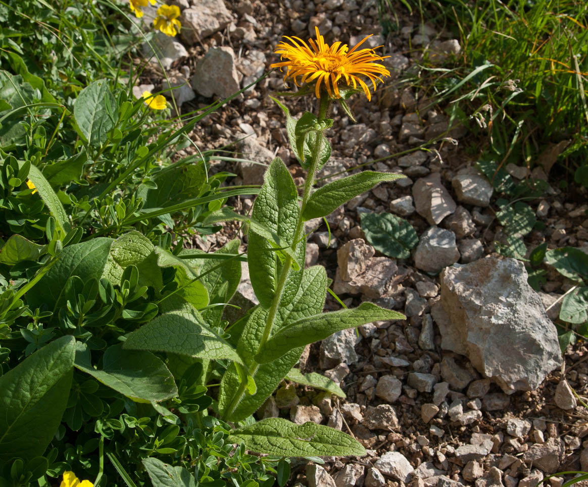 Изображение особи Inula grandiflora.