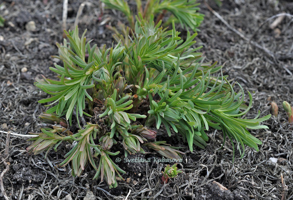 Изображение особи Euphorbia cyparissias.