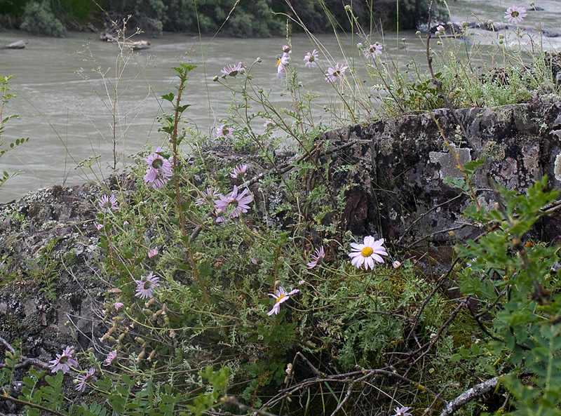 Image of Chrysanthemum sinuatum specimen.