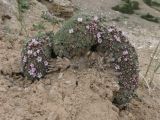 Acantholimon hedinii