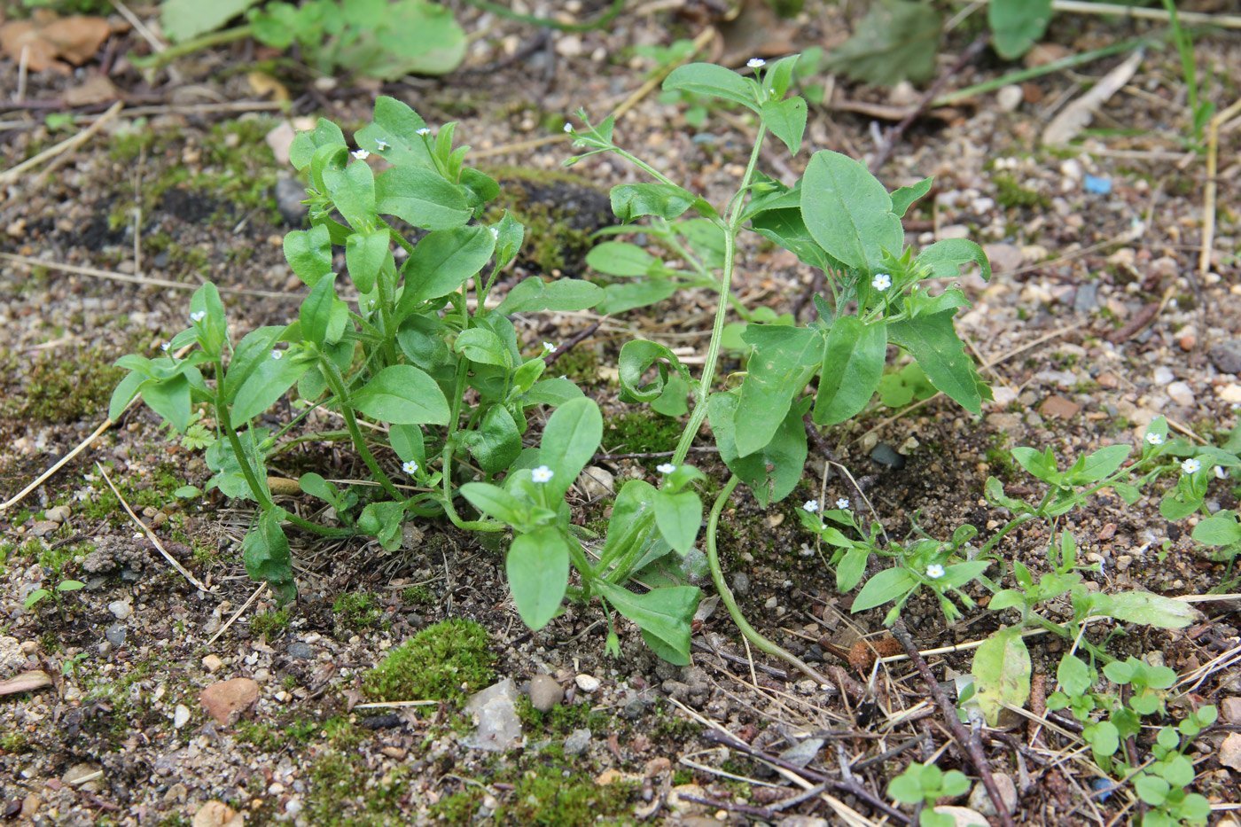 Image of Myosotis sparsiflora specimen.