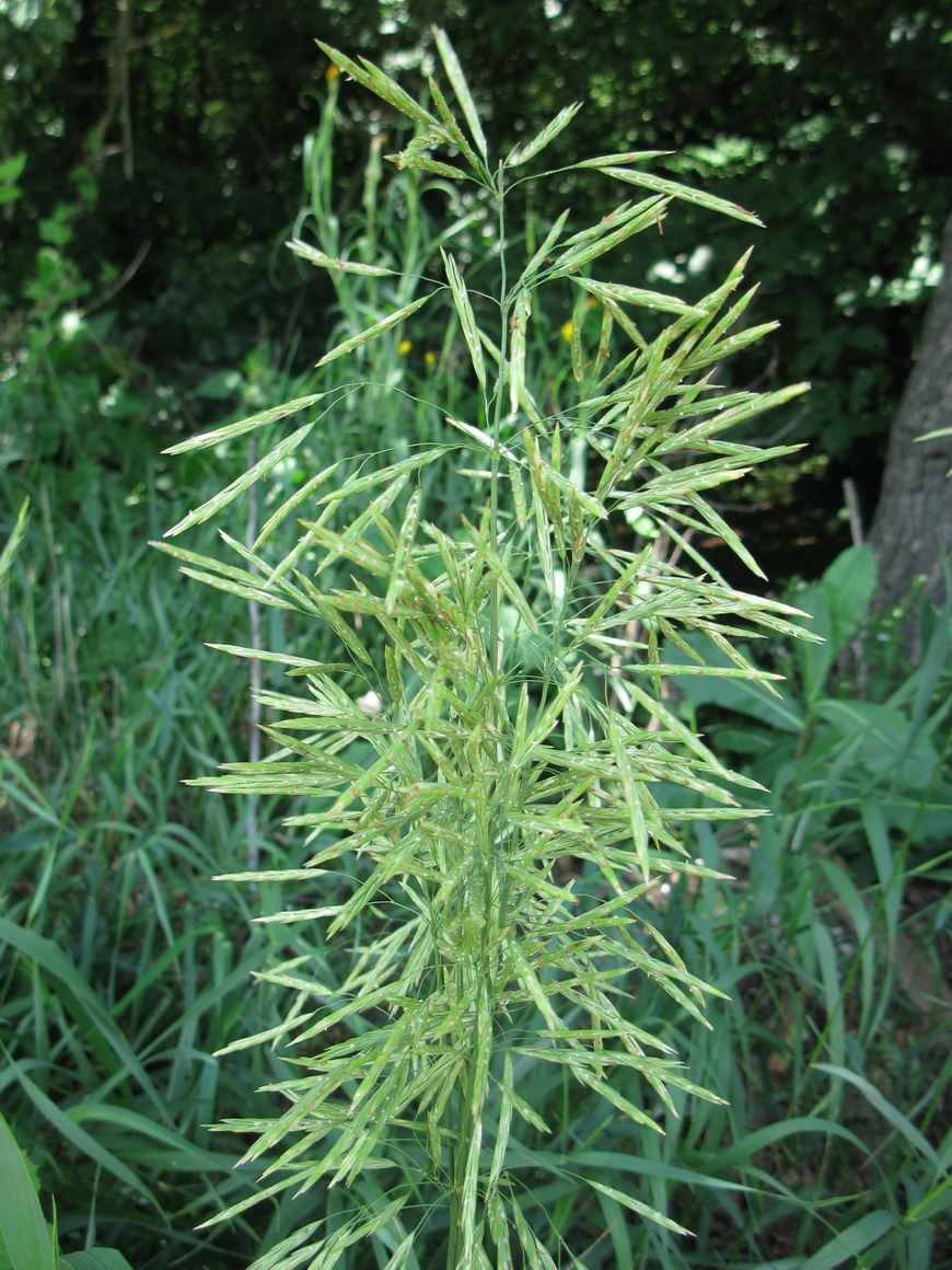 Image of Bromopsis inermis specimen.