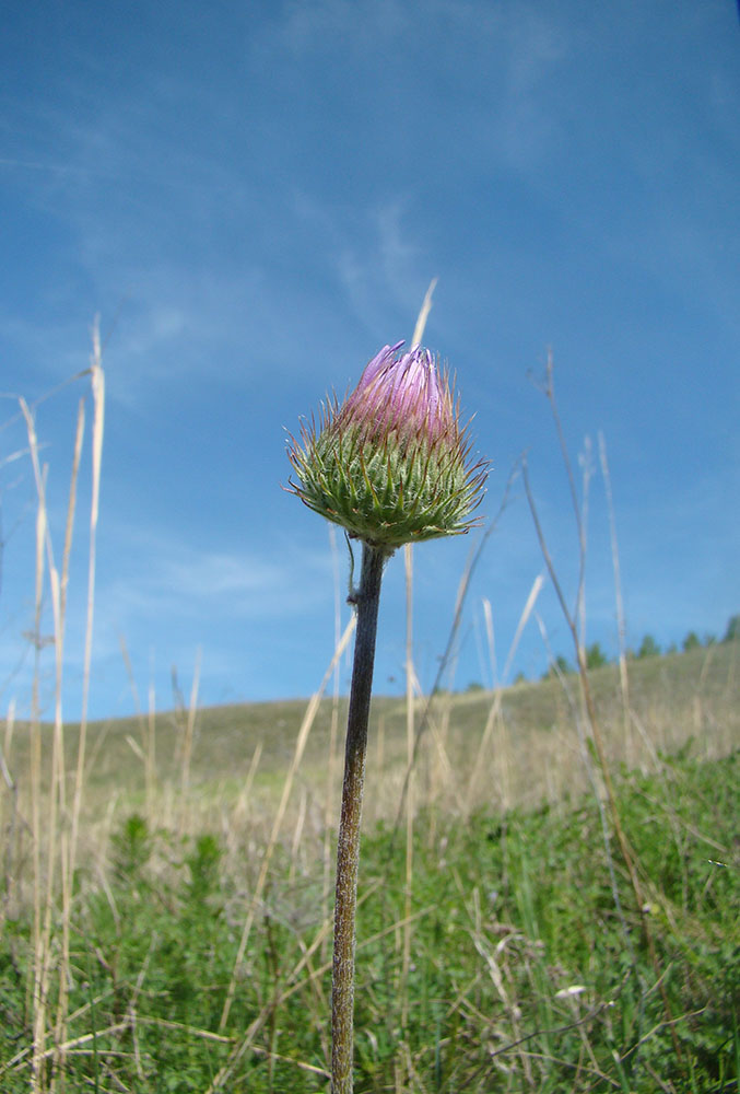 Image of Jurinea ledebourii specimen.