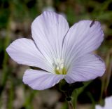 Linum lanuginosum