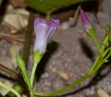 Ipomoea pes-caprae