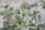 Eryngium maritimum. Соцветия. Украина, Херсонская обл., Скадовский р-н, о-в Джарылгач. 27.06.2016.