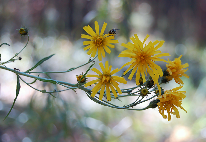 Image of Hieracium umbellatum specimen.