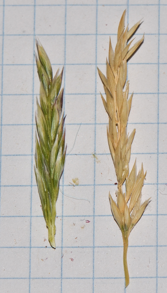 Image of Asthenatherum forskaolii specimen.