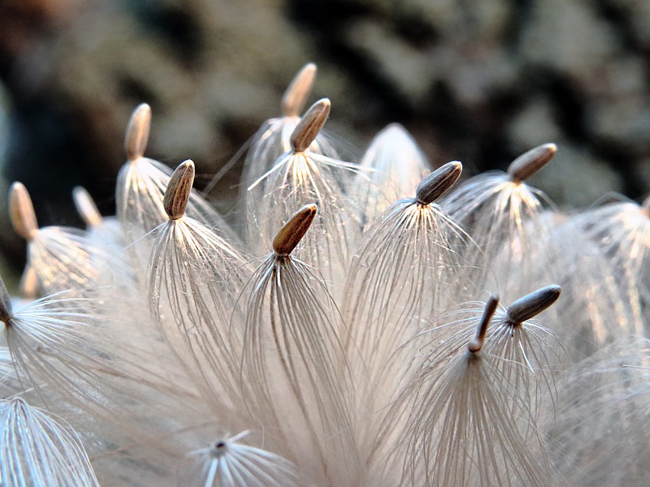 Изображение особи Carduus acanthoides.