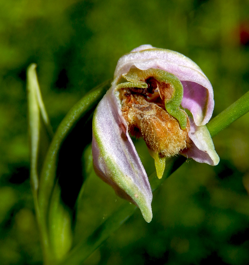 Изображение особи Ophrys apifera.