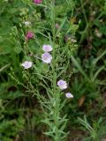 Linum stelleroides