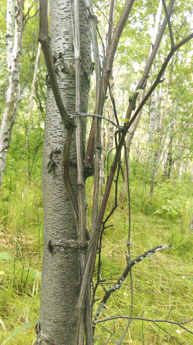 Изображение особи Atragene ochotensis.