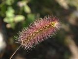 Setaria maximowiczii