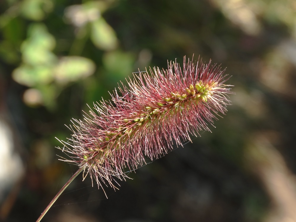 Image of Setaria maximowiczii specimen.