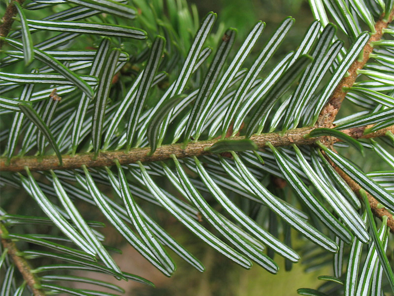 Image of Abies nordmanniana specimen.