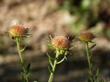 genus Heteropappus. Верхушка плодоносящего растения. Приморье, окр. г. Находка, на лесной тропинке. 09.10.2016.