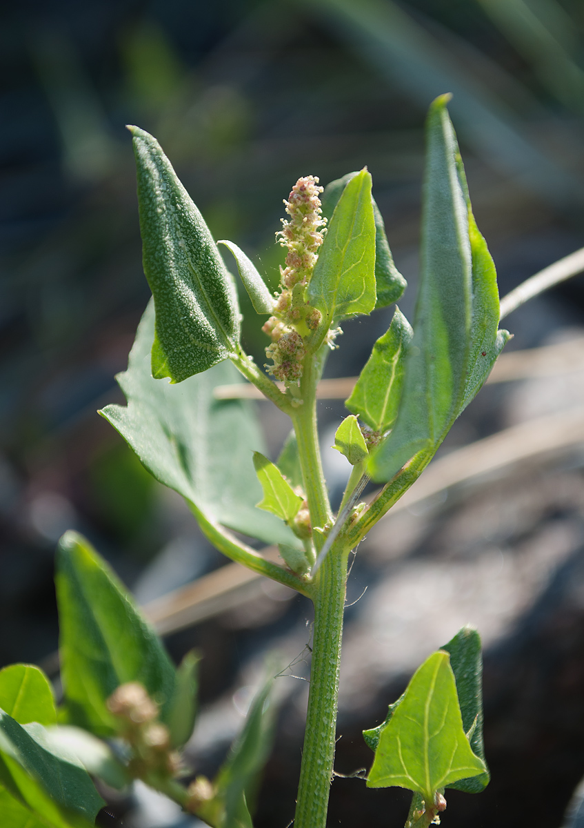 Изображение особи Atriplex prostrata.