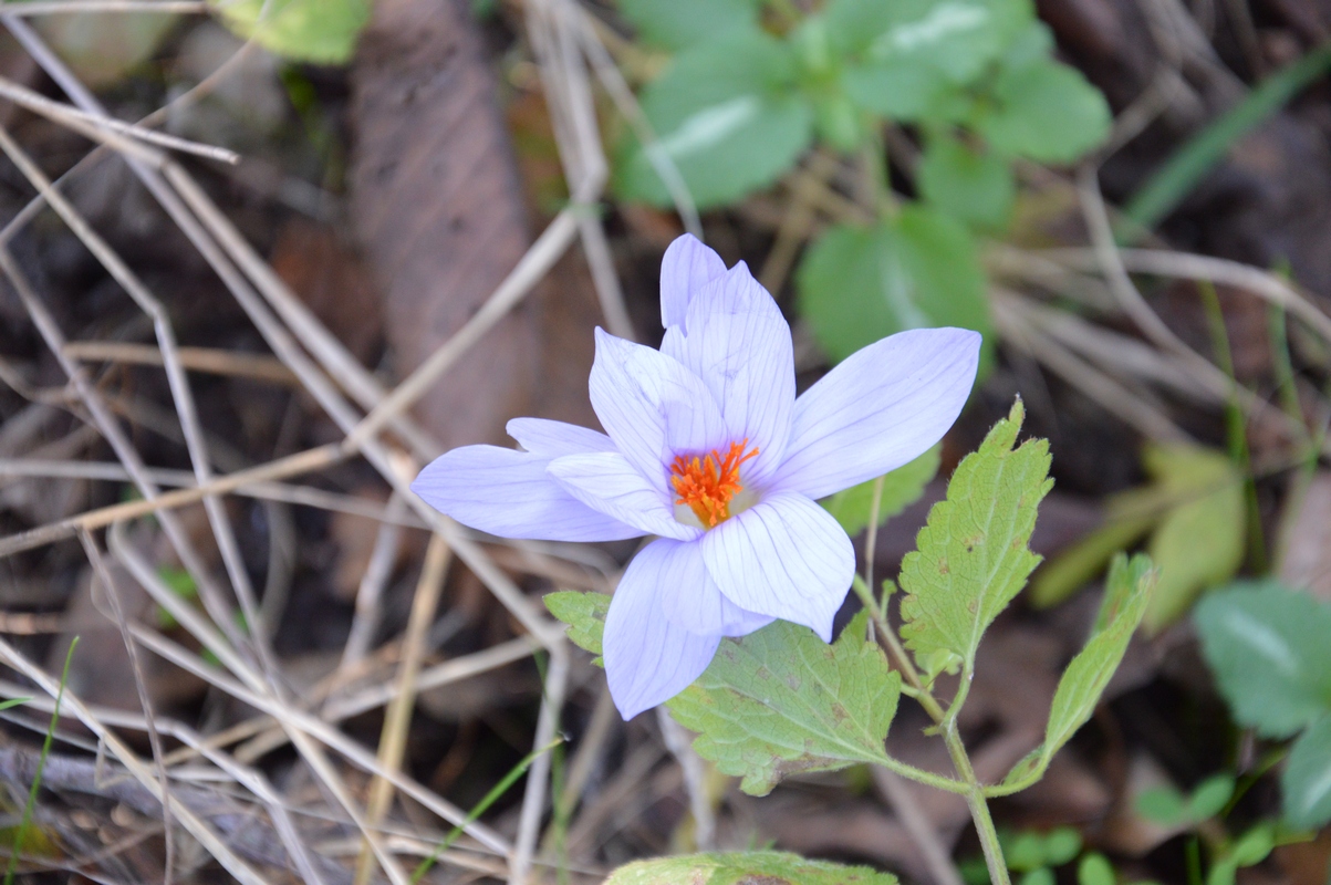 Изображение особи Crocus speciosus.