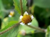 Galinsoga quadriradiata. Соцветие. Амурская обл., Бурейский р-н, с. Виноградовка, огород. 16.07.2016.