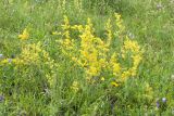Galium verum. Цветущие растения. Ленинградская обл., Гатчинский р-н, окр. пос. Пудость, заброшенный травертиновый карьер, злаково-разнотравный луг. 19.07.2016.