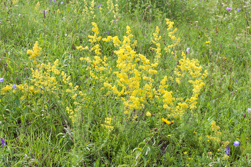 Изображение особи Galium verum.