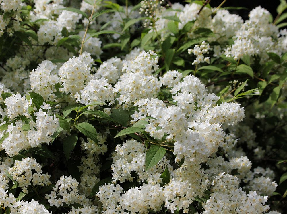 Изображение особи род Deutzia.