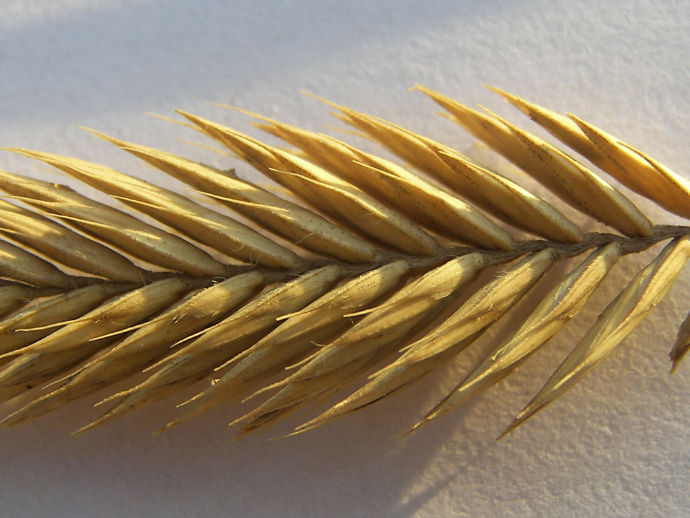 Image of Agropyron desertorum specimen.