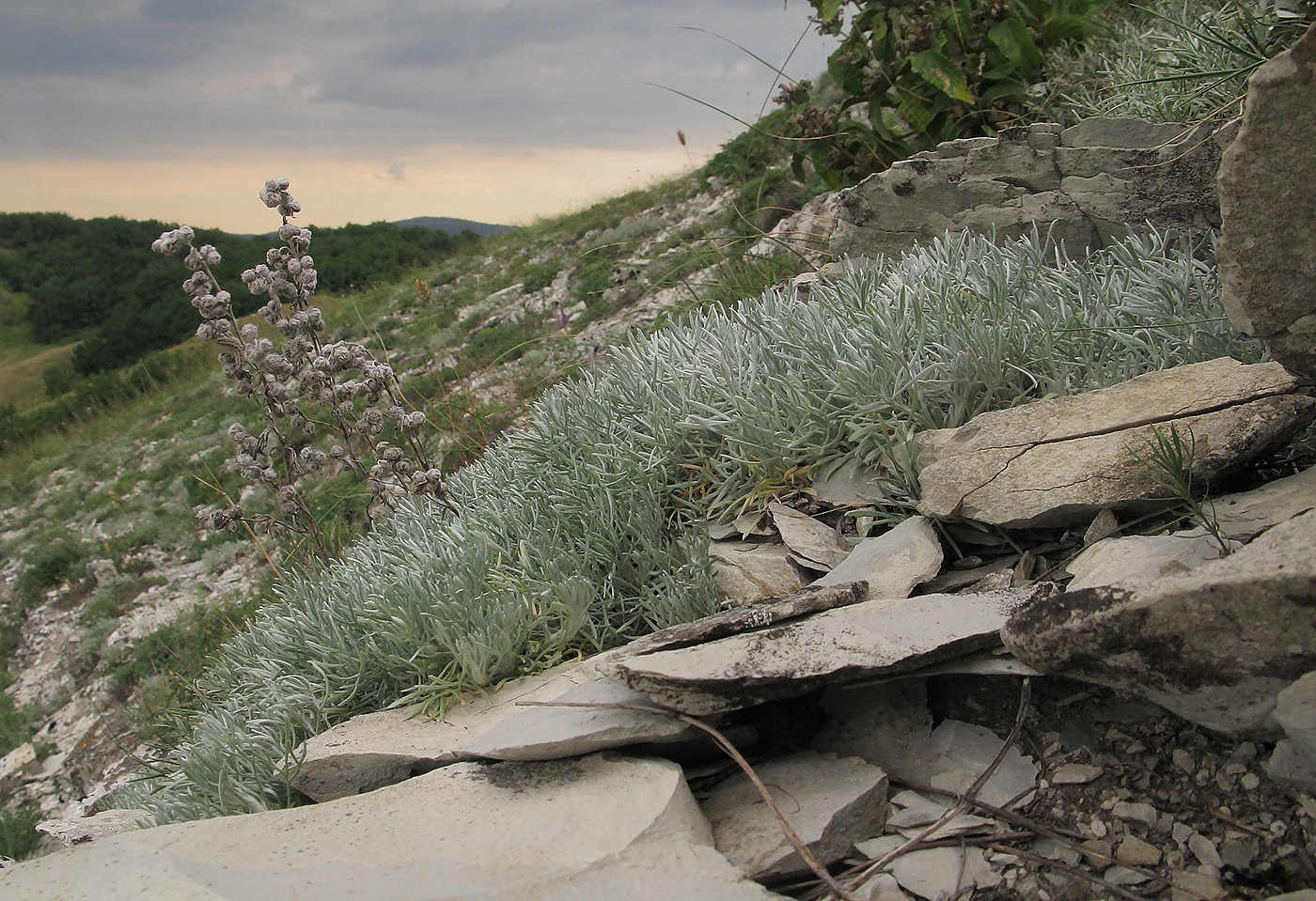 Image of Artemisia caucasica specimen.