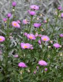 Erigeron speciosus