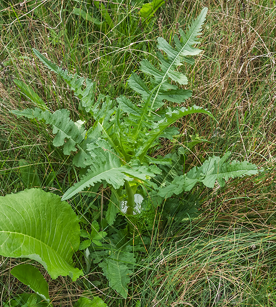 Image of Dipsacus laciniatus specimen.