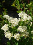 Spiraea trilobata. Соцветия и листья. Восточный Казахстан, Кокпектинский р-н, 25 км в горы от с. Пантелеймоновка, 1000 м н.у.м., сопка. 14.06.2016.