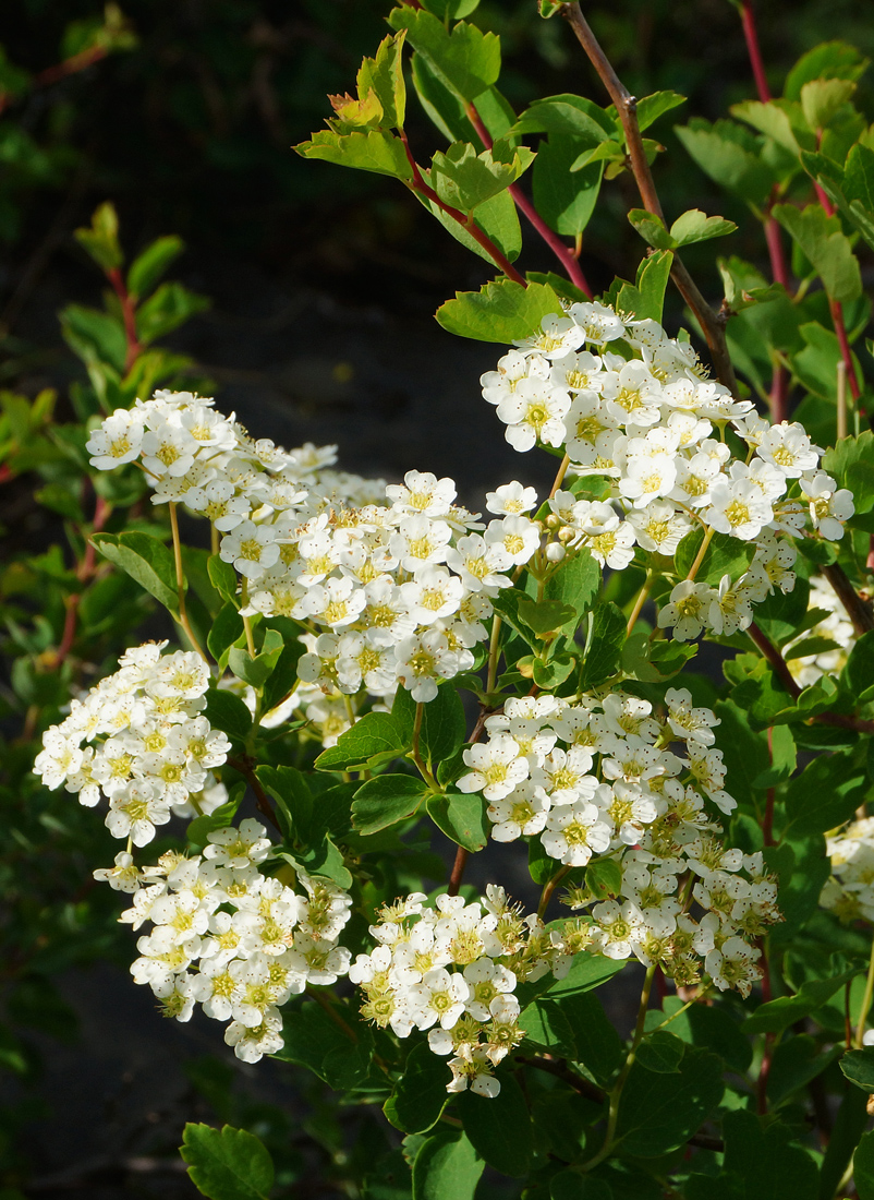 Изображение особи Spiraea trilobata.