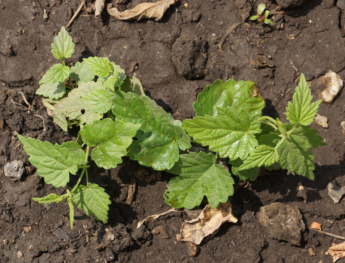 Image of Humulus lupulus specimen.