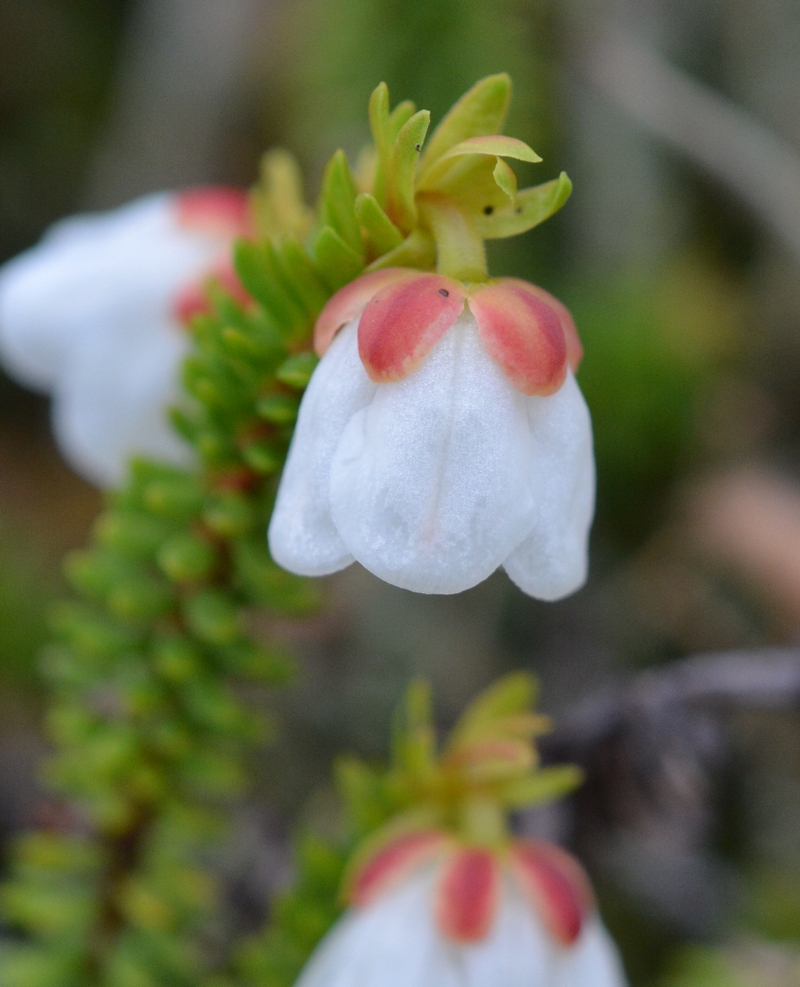 Изображение особи Harrimanella stelleriana.