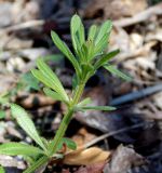 Galium aparine