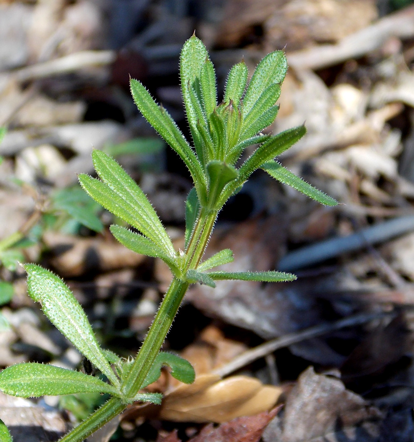 Изображение особи Galium aparine.