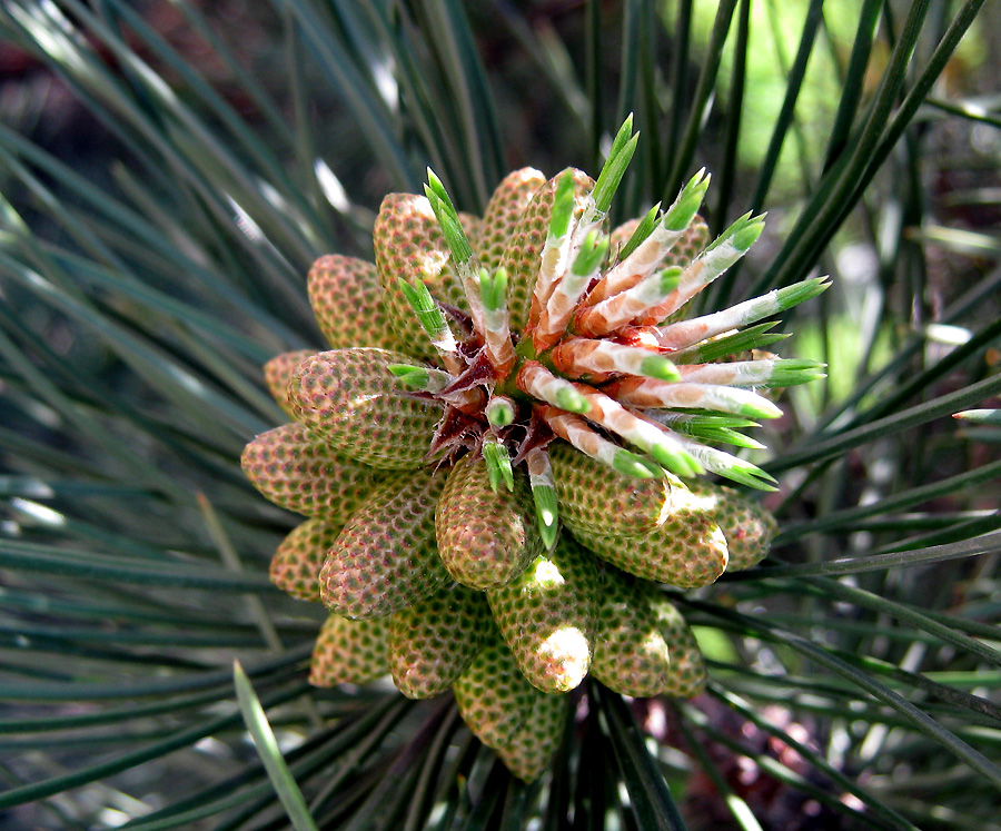 Изображение особи Pinus pallasiana.