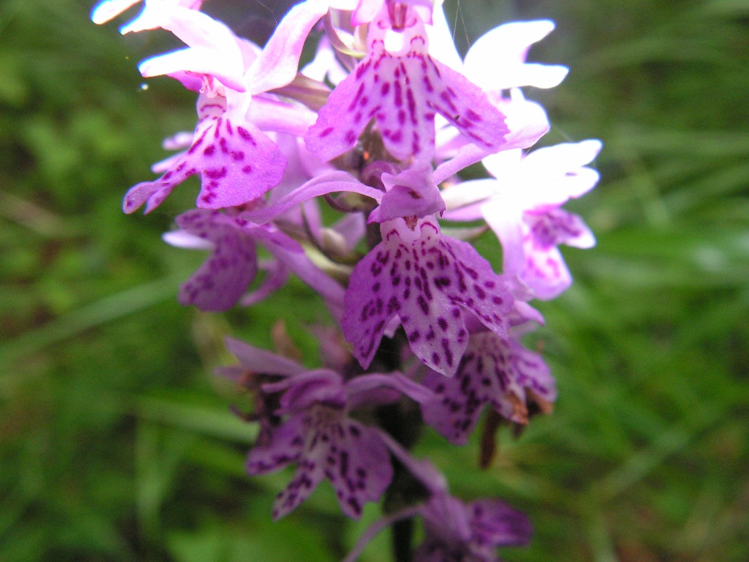 Изображение особи Dactylorhiza fuchsii.