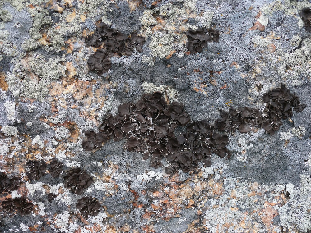 Image of genus Umbilicaria specimen.