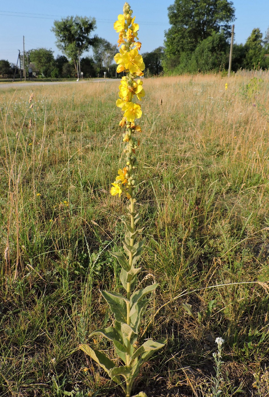 Изображение особи Verbascum phlomoides.