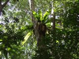 Asplenium nidus