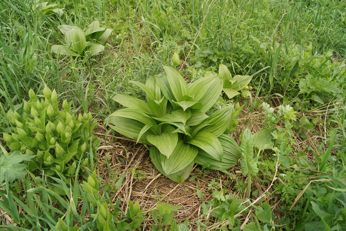 Изображение особи Veratrum nigrum.